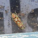 Western Grape Leafhopper - photo 5