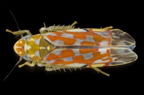Erythroneura festiva - Erythroneura festiva