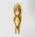 Erythroneura fiduciaria
