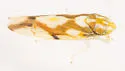 Erythroneura fiduciaria - photo 2