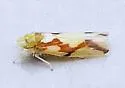 Erythroneura fiduciaria - photo 5