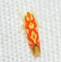 Erythroneura fraxa