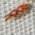 Erythroneura fraxa - photo 2