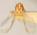 Erythroneura glabra