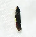Erythroneura infuscata - photo 2