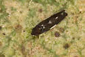 Erythroneura infuscata - photo 3