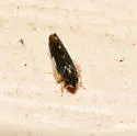 Erythroneura infuscata - photo 5