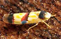Erythroneura integra - photo 3