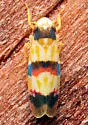 Erythroneura integra - photo 4