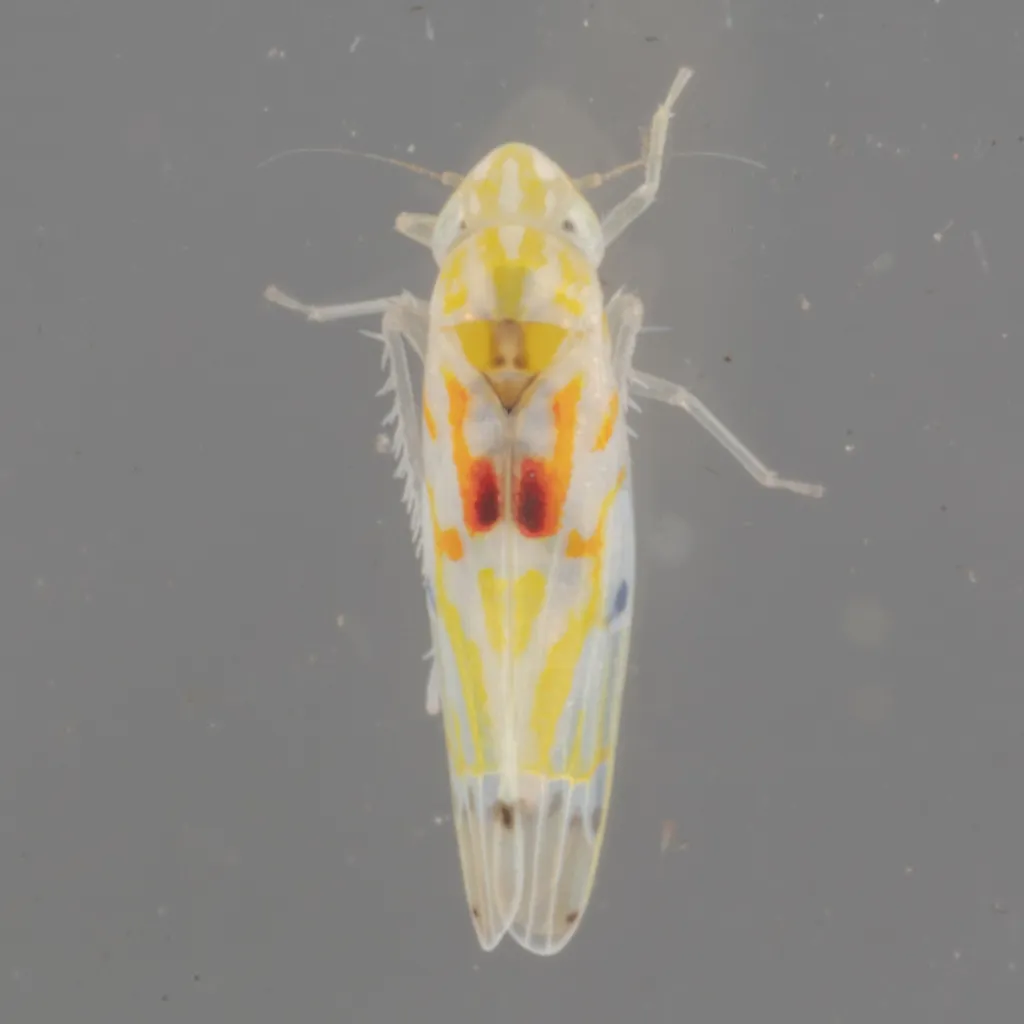 Erythroneura octonotata - photo 2