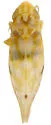 Erythroneura ortha