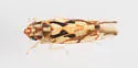 Erythroneura palimpsesta - photo 2