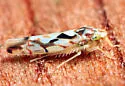 Erythroneura palimpsesta - photo 4