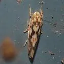 Erythroneura palimpsesta - photo 5