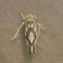 Erythroneura prima - photo 3