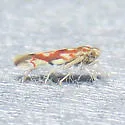 Erythroneura prima - photo 4