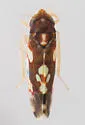 Erythroneura prosata - photo 2