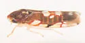 Erythroneura prosata - photo 4
