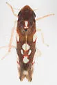 Erythroneura prosata - photo 5