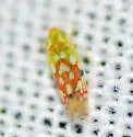 Erythroneura reflecta - Erythroneura reflecta