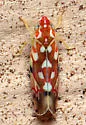 Erythroneura reflecta - photo 4