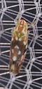 Erythroneura reflecta - photo 5