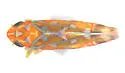 Erythroneura rubra - Erythroneura rubra
