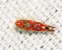 Erythroneura rubra - photo 2