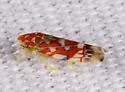 Erythroneura rubra - photo 5