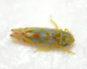Erythroneura rubrella - photo 2