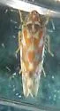 Erythroneura rubrella - photo 3