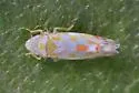Erythroneura rubrella - photo 5