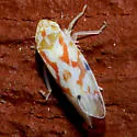 Erythroneura tacita