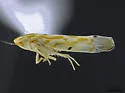 Erythroneura tacita - photo 4