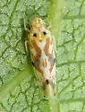 Erythroneura triapitsyni - Erythroneura triapitsyni
