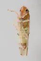 Erythroneura vaga - photo 3