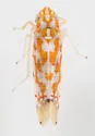 Erythroneura vaga - photo 4