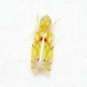 Erythroneura vagabunda - photo 2