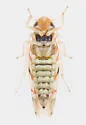 Erythroneura vagabunda - photo 3