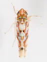 Erythroneura vagabunda - photo 4
