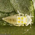 Vine Leafhopper