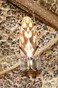 Vine Leafhopper - photo 2