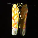Vine Leafhopper - photo 3