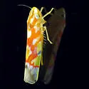 Vine Leafhopper - photo 4