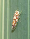 Vine Leafhopper - photo 5