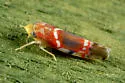 Grapevine Leafhopper - Erythroneura vitis