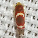Grapevine Leafhopper - photo 2