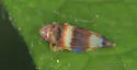 Grapevine Leafhopper - photo 3