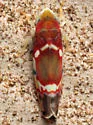Grapevine Leafhopper - photo 4