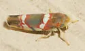 Grapevine Leafhopper - photo 5